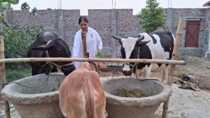 गौ सेवा, Rajyogis, Shiv Baba Ishwariya Vishwavidyalaya